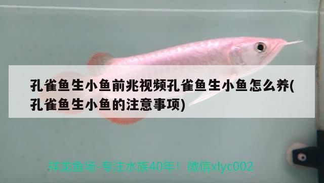 孔雀魚生小魚前兆視頻孔雀魚生小魚怎么養(yǎng)(孔雀魚生小魚的注意事項) 觀賞魚