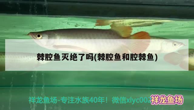 棘腔魚滅絕了嗎(棘腔魚和腔棘魚)