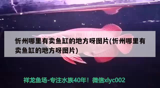 忻州哪里有賣魚缸的地方呀圖片(忻州哪里有賣魚缸的地方呀圖片)