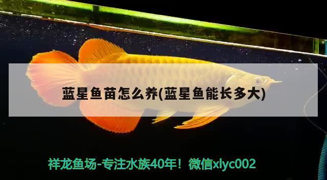 藍(lán)星魚苗怎么養(yǎng)(藍(lán)星魚能長(zhǎng)多大)