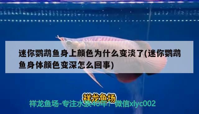 迷你鸚鵡魚身上顏色為什么變淡了(迷你鸚鵡魚身體顏色變深怎么回事) 鸚鵡魚