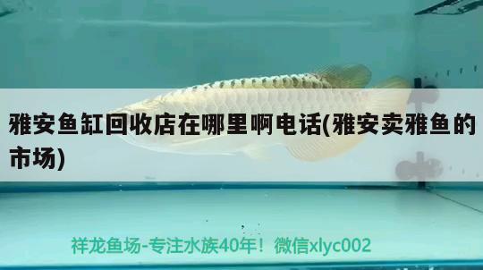 雅安魚(yú)缸回收店在哪里啊電話(雅安賣(mài)雅魚(yú)的市場(chǎng))