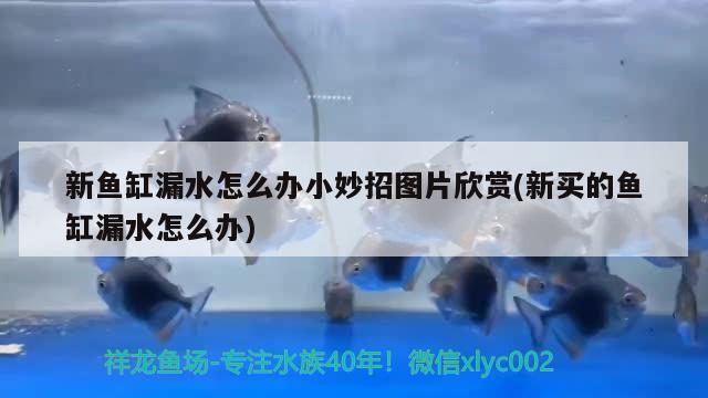 新魚缸漏水怎么辦小妙招圖片欣賞(新買的魚缸漏水怎么辦) 新加坡號半紅龍魚（練手級紅龍魚）