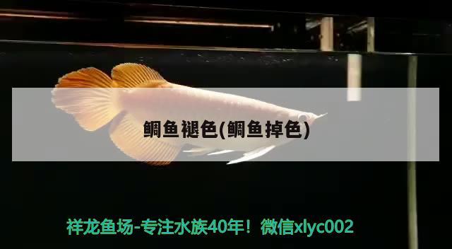 鯛魚褪色(鯛魚掉色) 觀賞魚