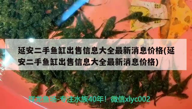 延安二手魚缸出售信息大全最新消息價(jià)格(延安二手魚缸出售信息大全最新消息價(jià)格) 星點(diǎn)金龍魚