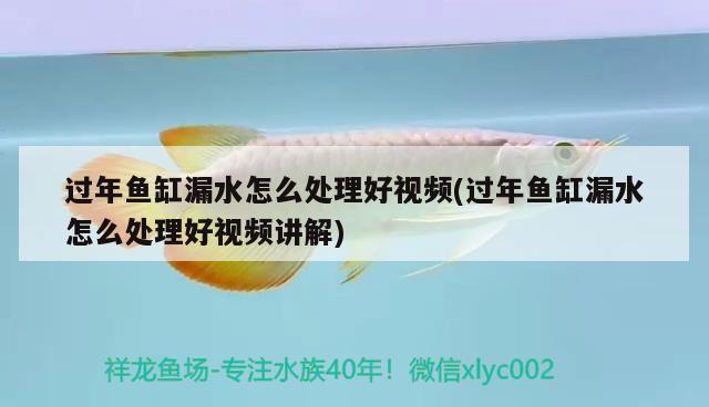 過年魚缸漏水怎么處理好視頻(過年魚缸漏水怎么處理好視頻講解)