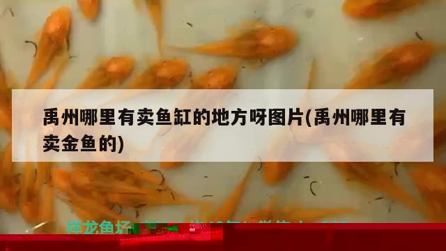 魚缸海鹽放多少合適(魚缸海鹽的用法) 養(yǎng)魚知識