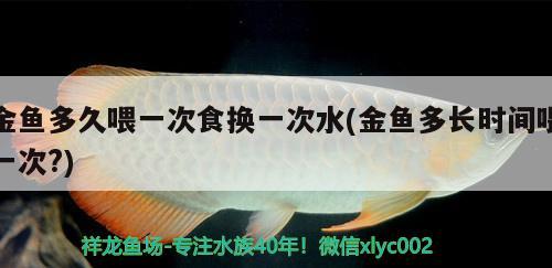 金魚(yú)多久喂一次食換一次水(金魚(yú)多長(zhǎng)時(shí)間喂一次?)