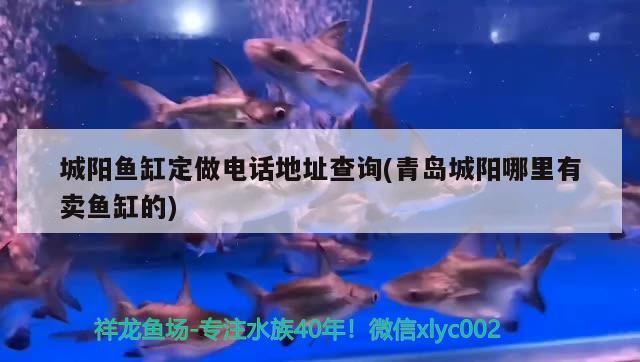 城陽魚缸定做電話地址查詢(青島城陽哪里有賣魚缸的) BD魟魚