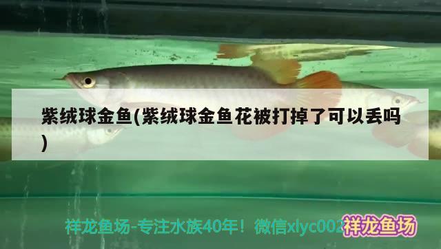 紫絨球金魚(紫絨球金魚花被打掉了可以丟嗎) 觀賞魚