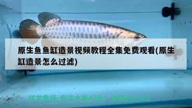 原生魚魚缸造景視頻教程全集免費(fèi)觀看(原生缸造景怎么過濾) 魚缸定做