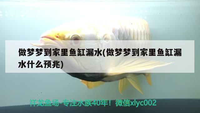 做夢夢到家里魚缸漏水(做夢夢到家里魚缸漏水什么預(yù)兆) 白子銀龍苗（黃化銀龍苗）