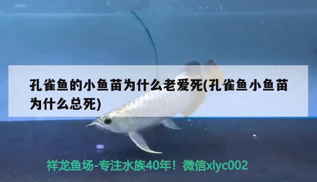 孔雀魚的小魚苗為什么老愛死(孔雀魚小魚苗為什么總死) 觀賞魚 第2張