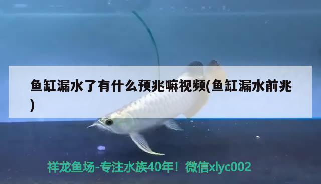 魚缸漏水了有什么預(yù)兆嘛視頻(魚缸漏水前兆)