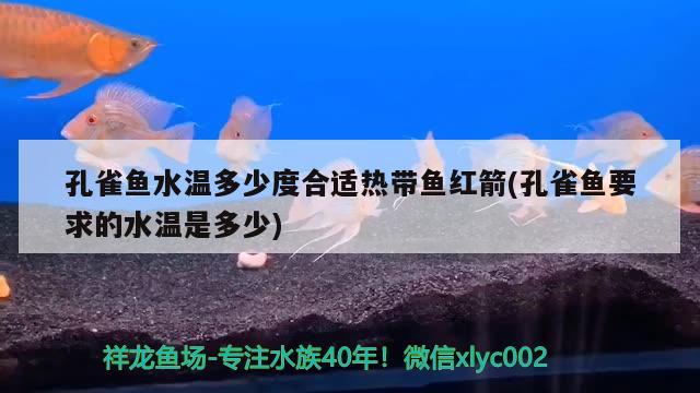 孔雀魚水溫多少度合適熱帶魚紅箭(孔雀魚要求的水溫是多少)