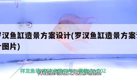 羅漢魚缸造景方案設計(羅漢魚缸造景方案設計圖片)