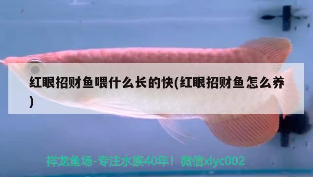 紅眼招財(cái)魚(yú)喂什么長(zhǎng)的快(紅眼招財(cái)魚(yú)怎么養(yǎng))