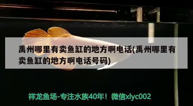 禹州哪里有賣魚缸的地方啊電話(禹州哪里有賣魚缸的地方啊電話號碼)