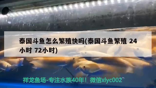 泰國斗魚怎么繁殖快嗎(泰國斗魚繁殖24小時72小時)