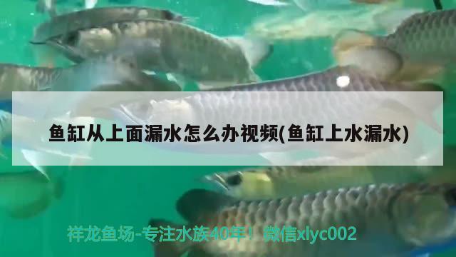 魚缸從上面漏水怎么辦視頻(魚缸上水漏水)