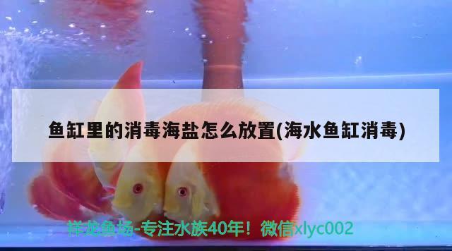 魚缸里的消毒海鹽怎么放置(海水魚缸消毒) 海水魚