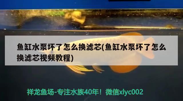 魚缸水泵壞了怎么換濾芯(魚缸水泵壞了怎么換濾芯視頻教程)