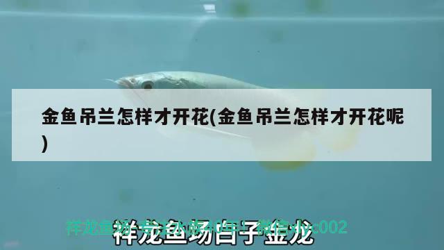 金魚吊蘭怎樣才開花(金魚吊蘭怎樣才開花呢) 觀賞魚