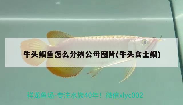 牛頭鯛魚(yú)怎么分辨公母圖片(牛頭食土鯛)