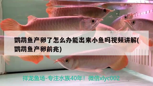 鸚鵡魚產(chǎn)卵了怎么辦能出來小魚嗎視頻講解(鸚鵡魚產(chǎn)卵前兆)