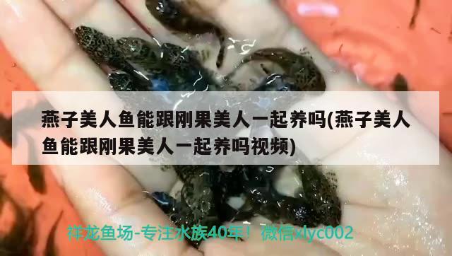 燕子美人魚能跟剛果美人一起養(yǎng)嗎(燕子美人魚能跟剛果美人一起養(yǎng)嗎視頻) 觀賞魚