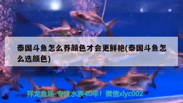 泰國斗魚怎么養(yǎng)顏色才會更鮮艷(泰國斗魚怎么選顏色) 泰國斗魚