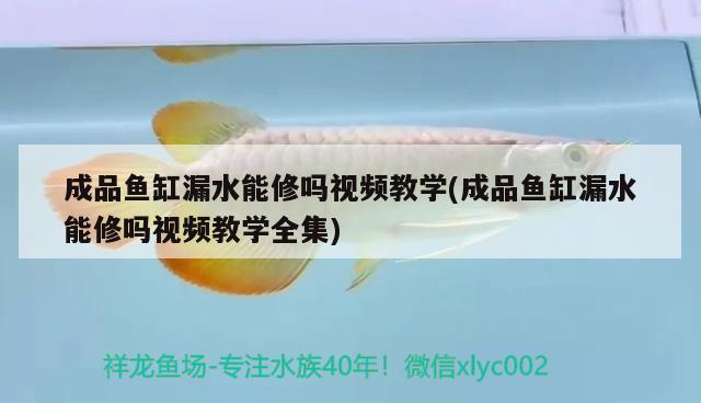 成品魚缸漏水能修嗎視頻教學(xué)(成品魚缸漏水能修嗎視頻教學(xué)全集)