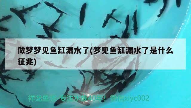 做夢夢見魚缸漏水了(夢見魚缸漏水了是什么征兆)