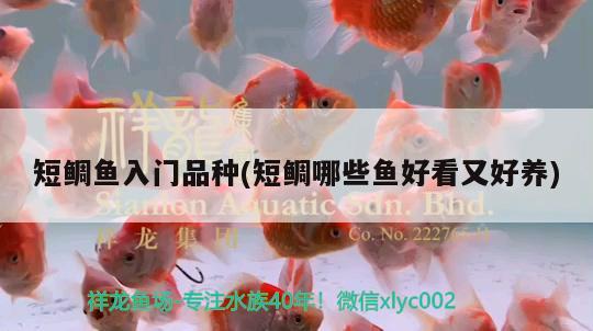 短鯛魚入門品種(短鯛哪些魚好看又好養(yǎng)) 觀賞魚