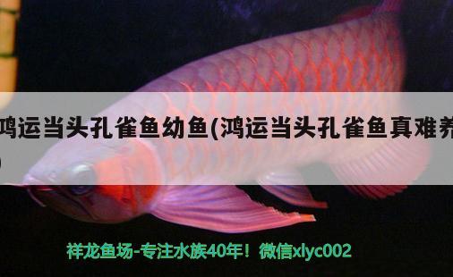 鴻運(yùn)當(dāng)頭孔雀魚(yú)幼魚(yú)(鴻運(yùn)當(dāng)頭孔雀魚(yú)真難養(yǎng))