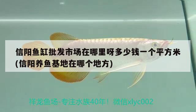 信陽魚缸批發(fā)市場在哪里呀多少錢一個平方米(信陽養(yǎng)魚基地在哪個地方)