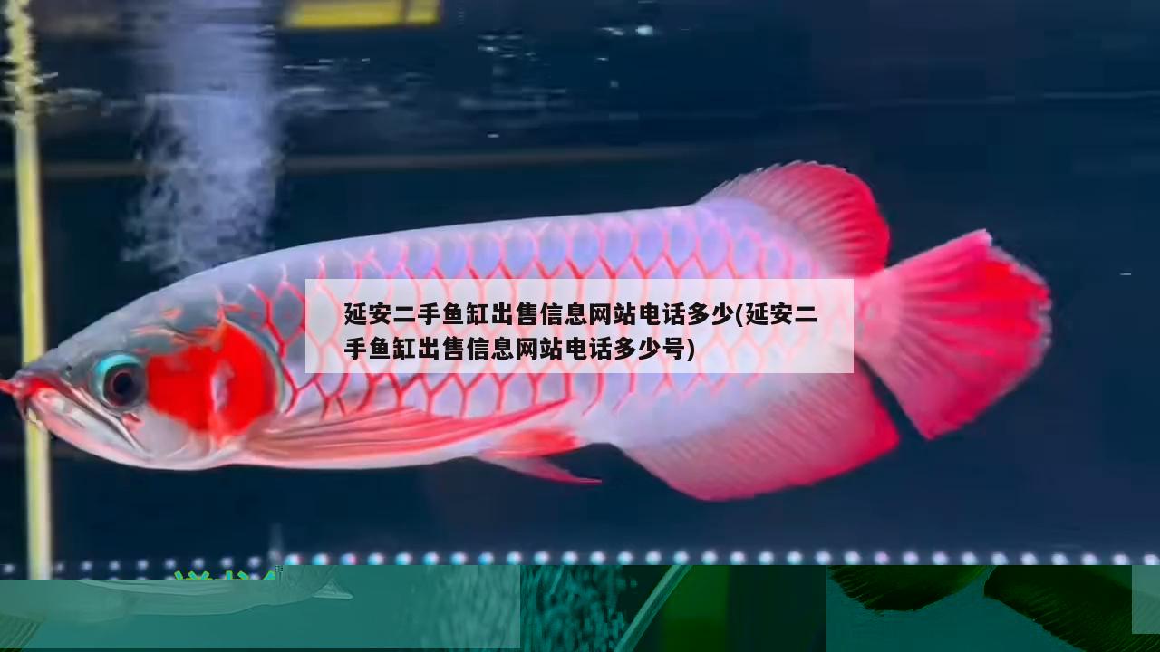 魚缸買回來后怎么處理(新魚缸開缸養(yǎng)水的正確方法)