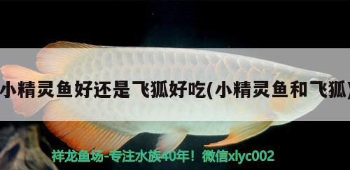 小精靈魚好還是飛狐好吃(小精靈魚和飛狐) 觀賞魚