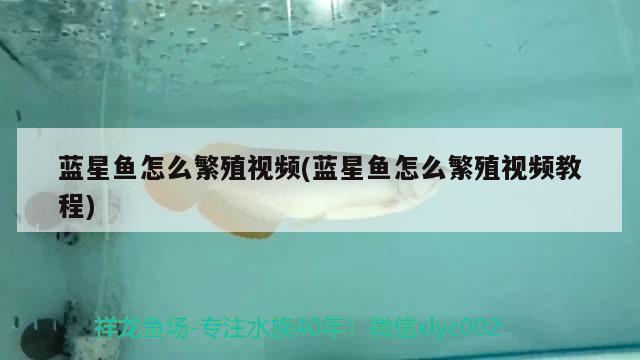 藍(lán)星魚怎么繁殖視頻(藍(lán)星魚怎么繁殖視頻教程) 觀賞魚