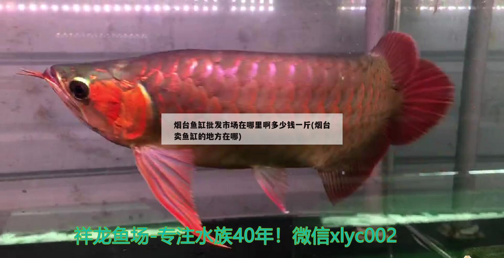 煙臺(tái)魚缸批發(fā)市場(chǎng)在哪里啊多少錢一斤(煙臺(tái)賣魚缸的地方在哪) 撒旦鴨嘴魚