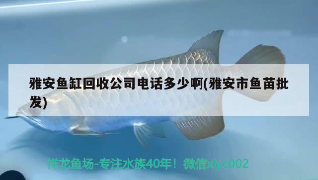 雅安魚缸回收公司電話多少啊(雅安市魚苗批發(fā))