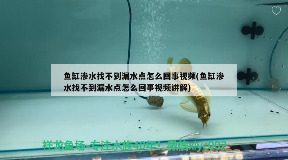 魚缸滲水找不到漏水點怎么回事視頻(魚缸滲水找不到漏水點怎么回事視頻講解) 黑白雙星