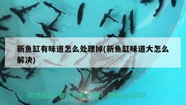 新魚缸有味道怎么處理掉(新魚缸味道大怎么解決)