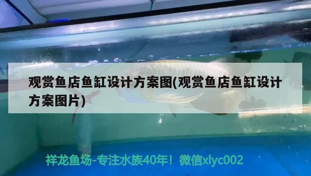 觀賞魚店魚缸設計方案圖(觀賞魚店魚缸設計方案圖片) 金頭過背金龍魚