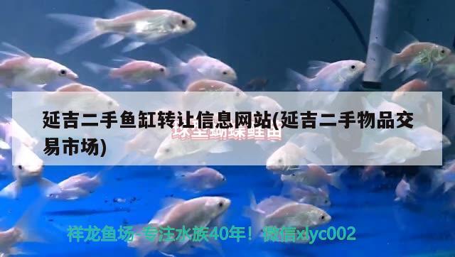 延吉二手魚缸轉(zhuǎn)讓信息網(wǎng)站(延吉二手物品交易市場) 龍魚專用燈