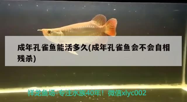 成年孔雀魚能活多久(成年孔雀魚會不會自相殘殺)