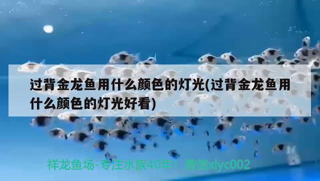 過背金龍魚用什么顏色的燈光(過背金龍魚用什么顏色的燈光好看)