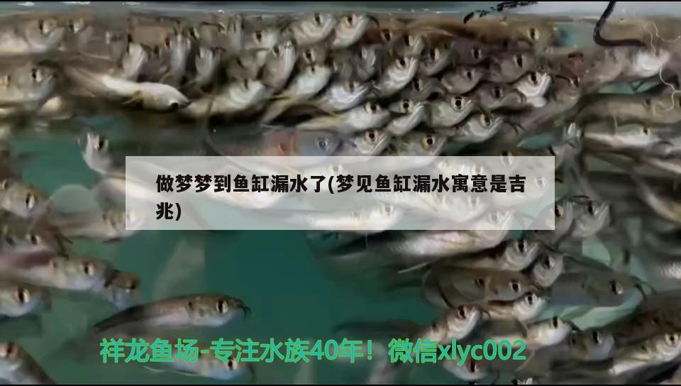 做夢(mèng)夢(mèng)到魚缸漏水了(夢(mèng)見魚缸漏水寓意是吉兆) 魚缸等水族設(shè)備