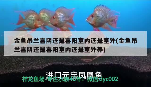 金魚吊蘭喜陰還是喜陽室內(nèi)還是室外(金魚吊蘭喜陰還是喜陽室內(nèi)還是室外養(yǎng))