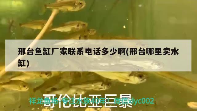 邢臺(tái)魚缸廠家聯(lián)系電話多少啊(邢臺(tái)哪里賣水缸) 非洲象鼻魚